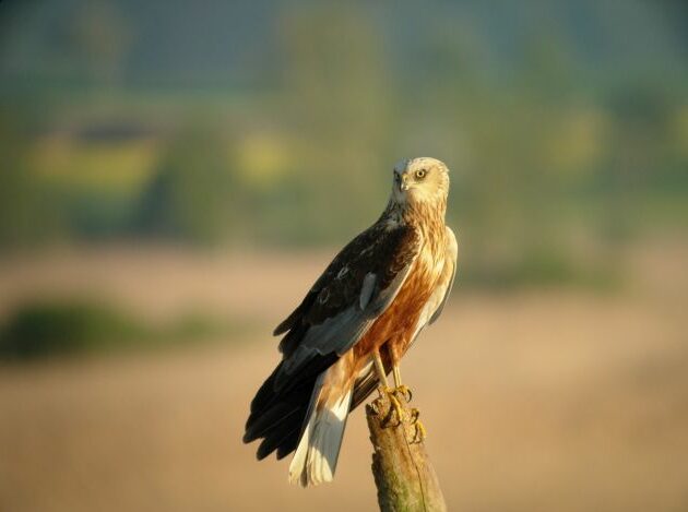 Bird watching in Vorarlberg